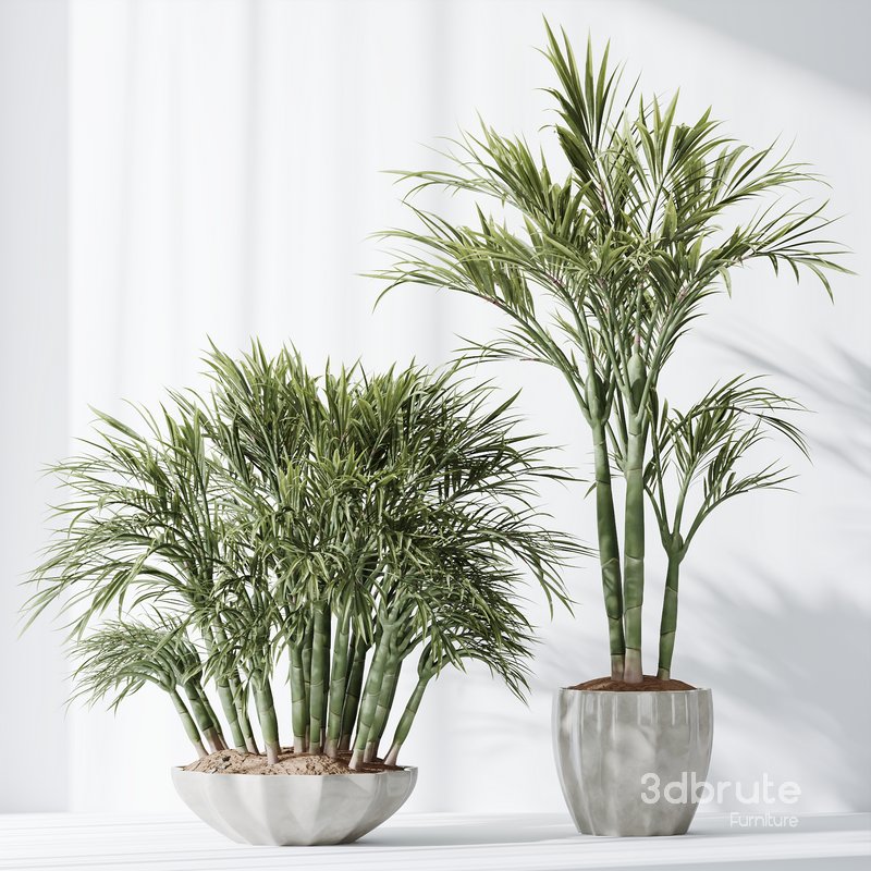 HQ Plants Areca Majesty Cat Reed Palm Set03 Image 2