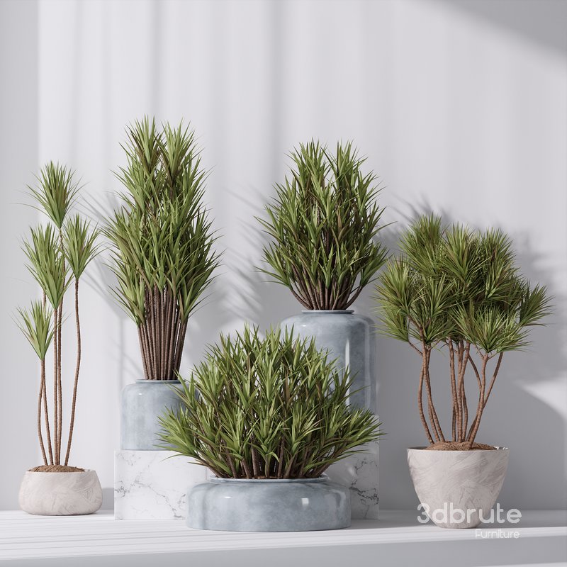 Yucca Elephantipes Gigantea Vase 007 Image 3