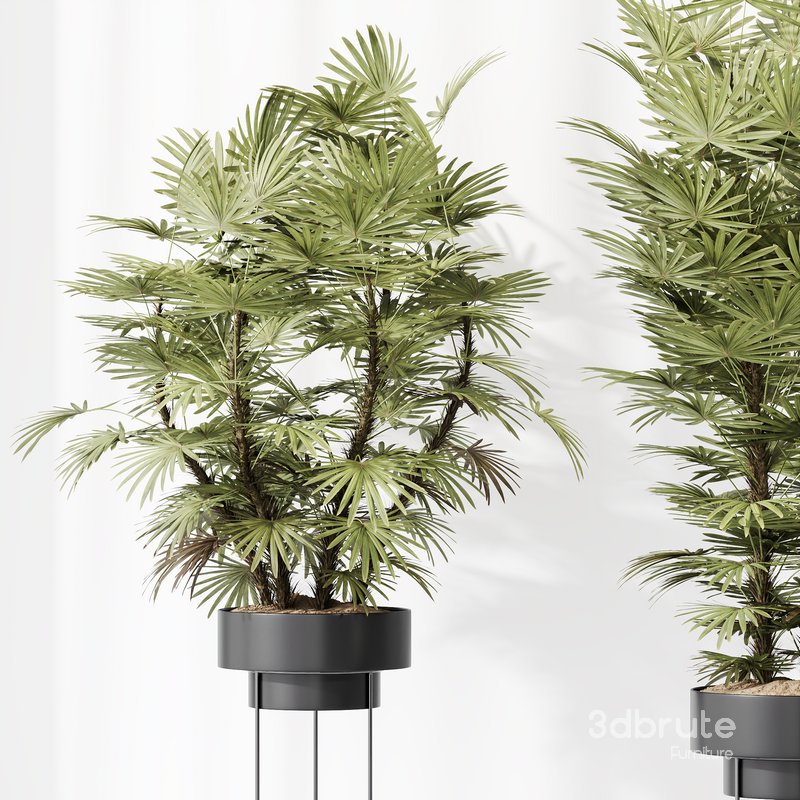 HQ Plants Rhapis Excelsa Lady Palm Hydro Care Set04 Image 3