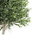 Carpinus Betulus 03 - Thumbnail 2