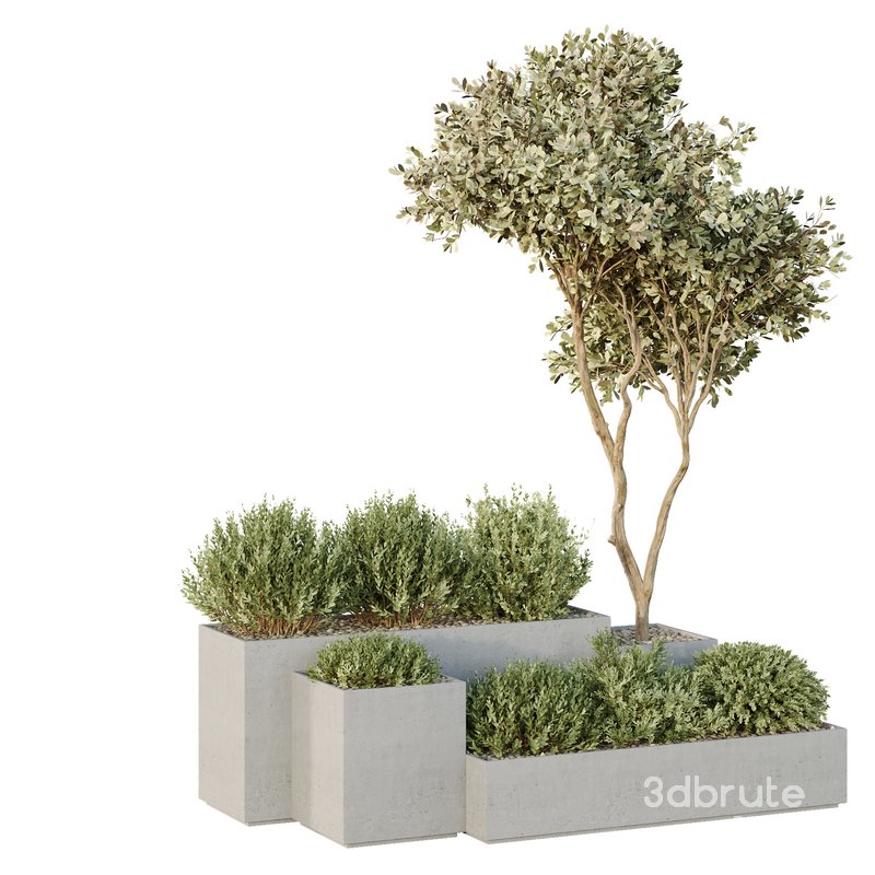 HQ Tree and bush garden box outdoor VOL 26 Image 2