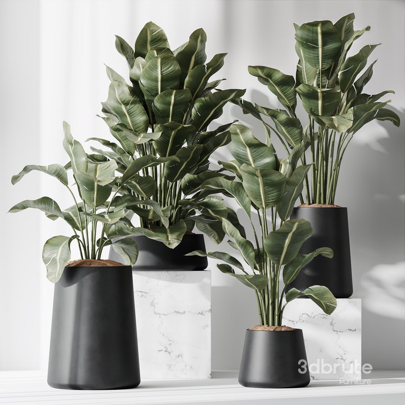 HQ Plants Bird Of ParadiseBird Vase Set05 Image 2