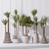 Yucca Elephantipes Gigantea Vase 09 - Thumbnail 3