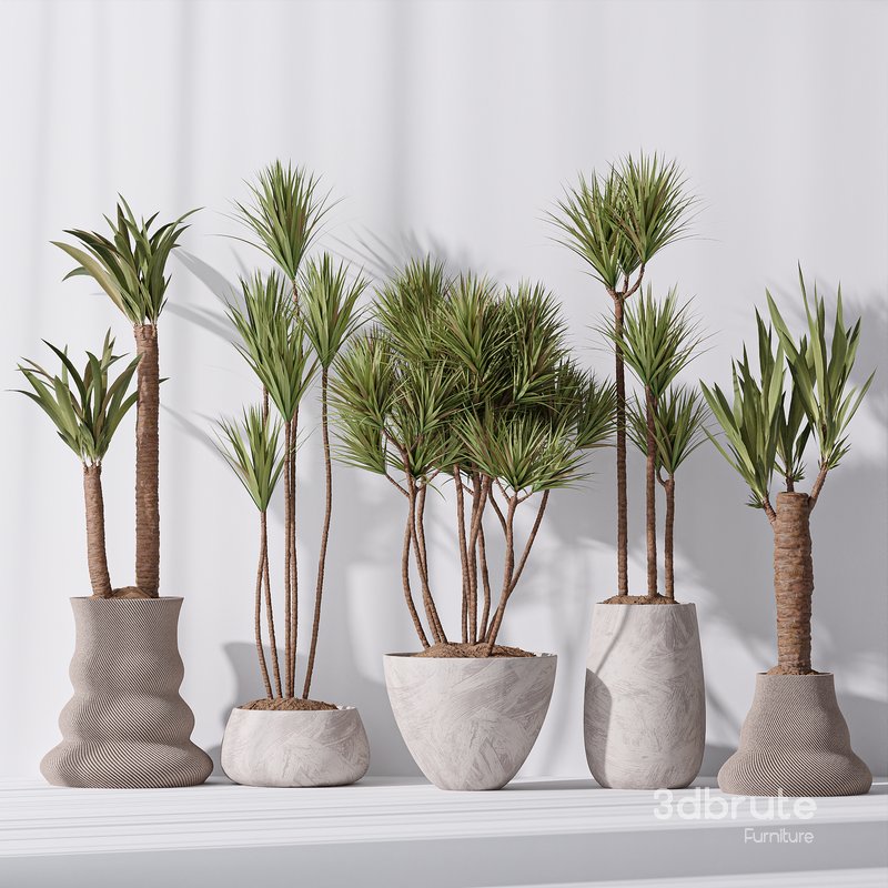 Yucca Elephantipes Gigantea Vase 09 Image 3