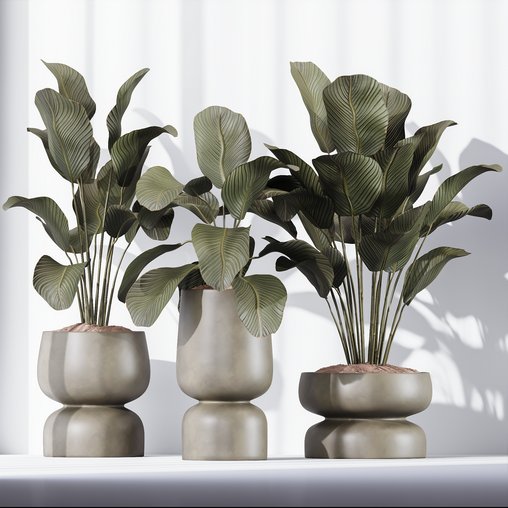 HQ Plants Calathea Lutea Cuban Cigar Set01