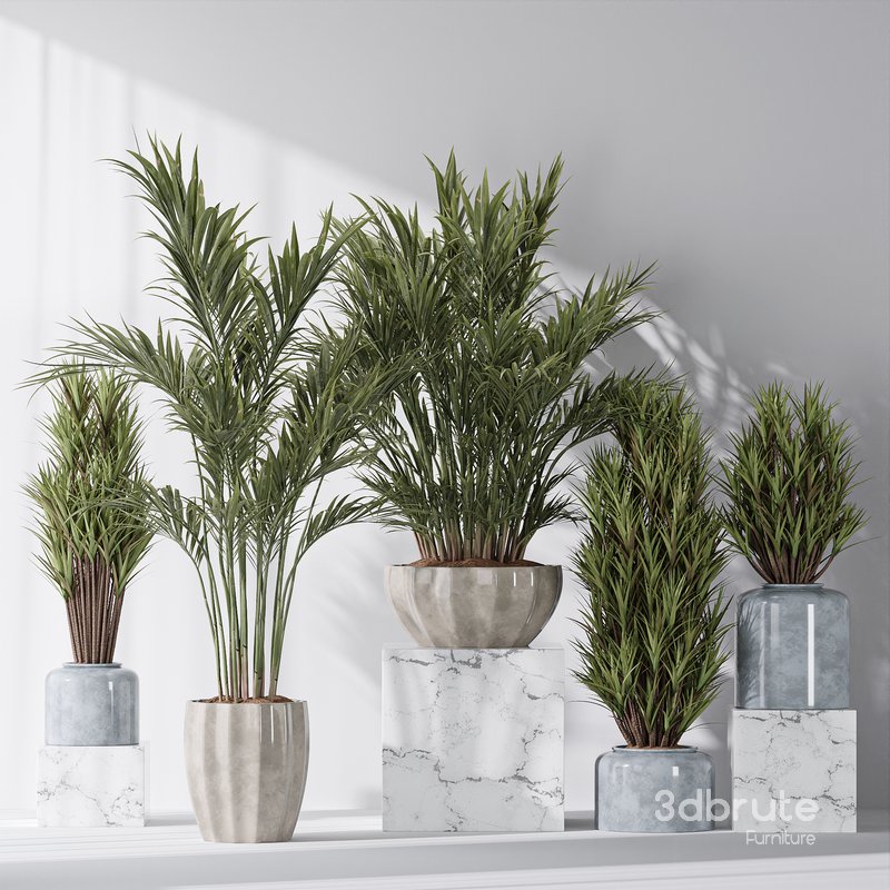 Areca Majesty and Yucca Elephantipes Vase 10 Image 3