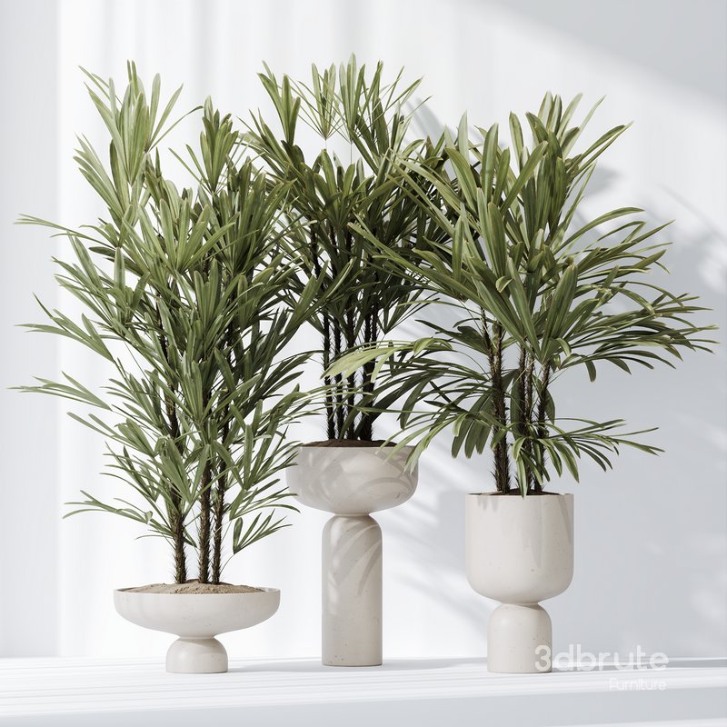 HQ Plants Rhapis Excelsa Lady Palm Hydro Care Set03 Image 2