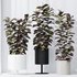 HQ HousePlants Rubber Ficus Elastica Abidjan Melany - Thumbnail 2