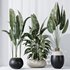 HQ Plants Bird Of ParadiseBird Vase Set06 - Thumbnail 2