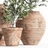 Olive Tree In Antique Pottery - Thumbnail 3
