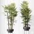 HQ Plants Rhapis Excelsa Lady Palm Hydro Care Set04 - Thumbnail 2