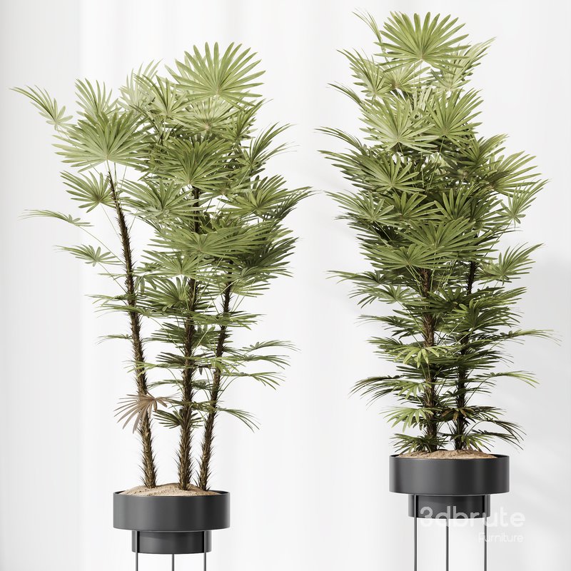 HQ Plants Rhapis Excelsa Lady Palm Hydro Care Set04 Image 2