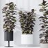 HQ HousePlants Rubber Ficus Elastica Abidjan Melany - Thumbnail 3