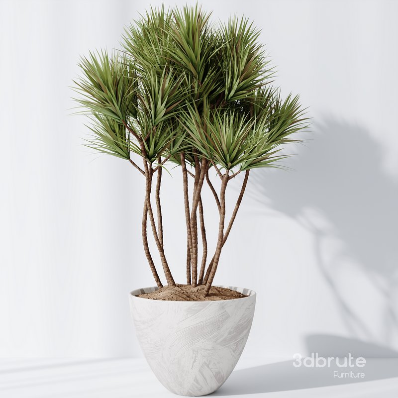 Yucca Elephantipes Gigantea Vase 09 Image 2