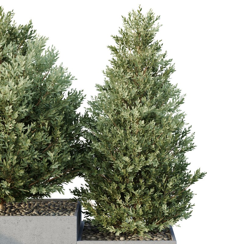 HQ Tree and bush garden box outdoor VOL 27 Image 3