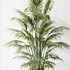 HQ Plants Areca Majesty Cat Reed Palm Set02 - Thumbnail 3