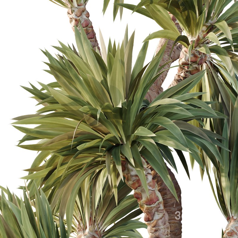 HQ Tree and bush garden box outdoor VOL 25 Image 5