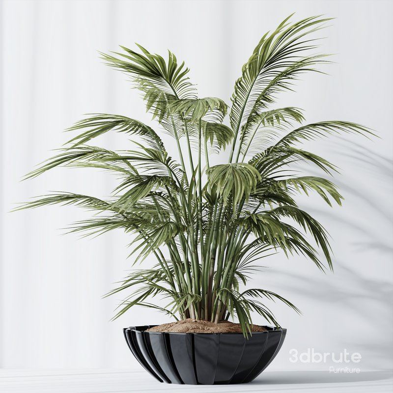 HQ Plants Areca Majesty Cat Reed Palm Set04 Image 3