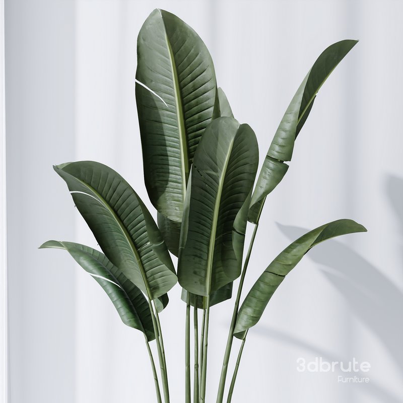 HQ Plants Bird Of ParadiseBird Vase Set04 Image 3