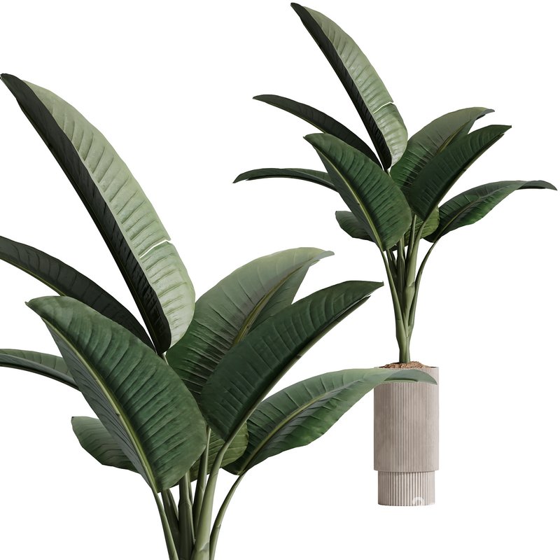 HQ Plants Bird Of ParadiseBird Vase Set02 Image 3