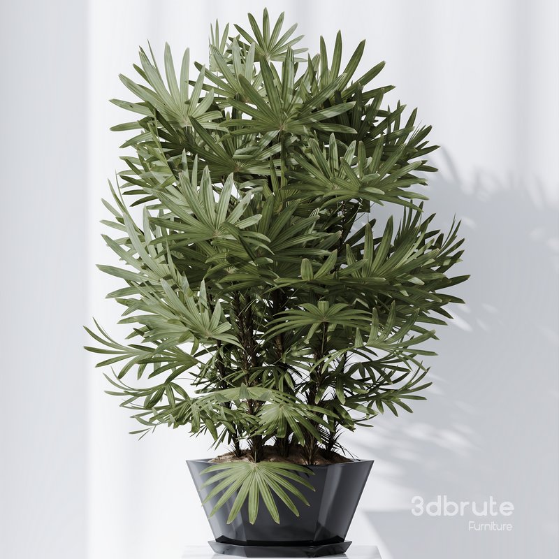 HQ Plants Rhapis Excelsa Lady Palm Hydro Care Set02 Image 2