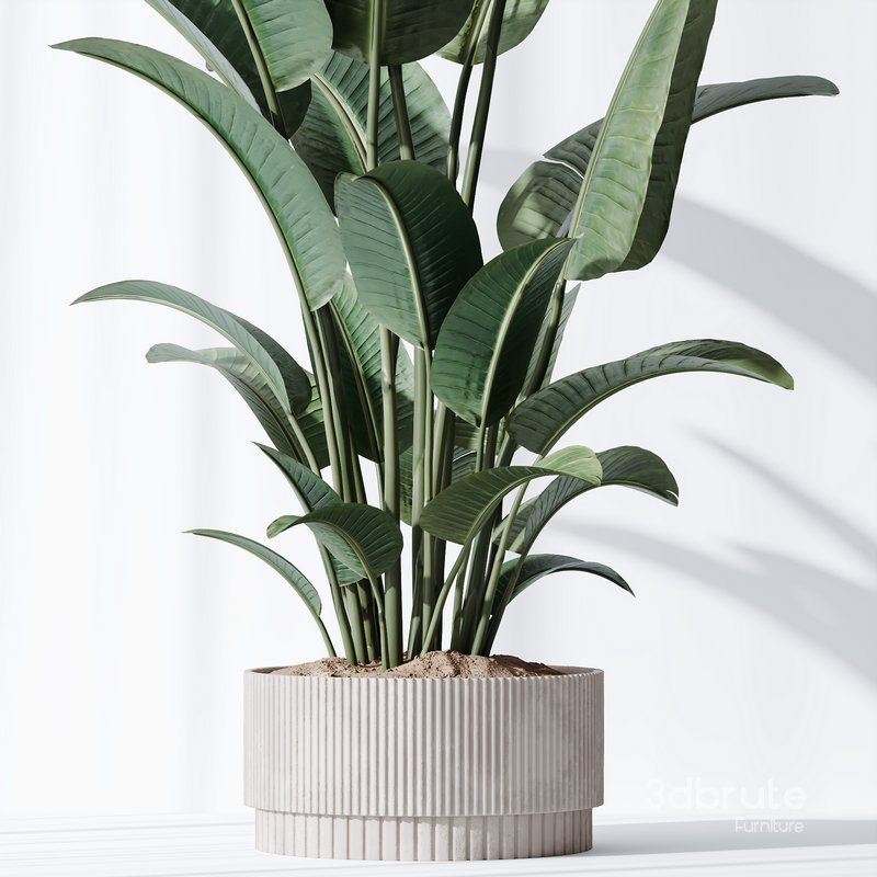 HQ Plants Bird Of ParadiseBird Vase Image 3