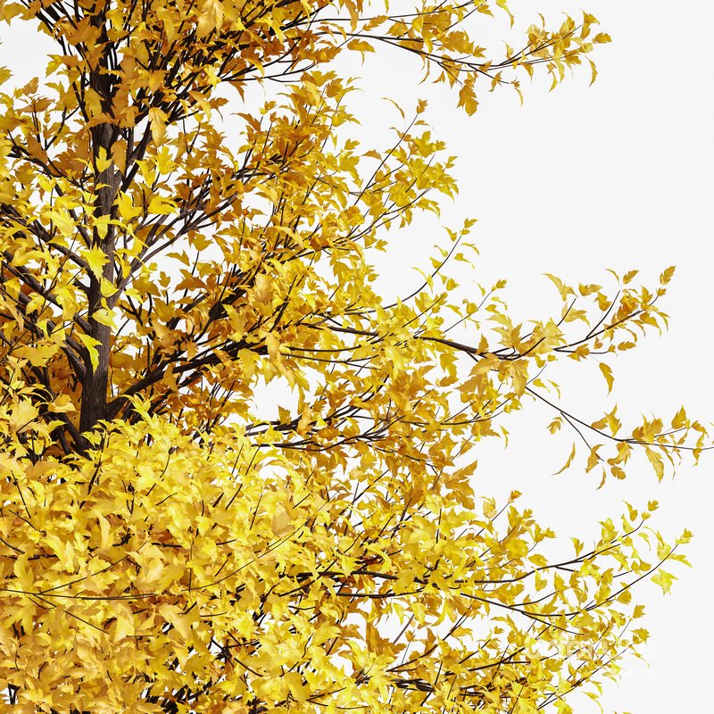 fall trees Maidenhair Ginkgo Image 3