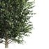 Carpinus Betulus 01 - Thumbnail 2