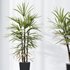 HQ Plants Rhapis Excelsa Lady Palm Hydro Care Set05 - Thumbnail 2