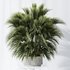 HQ Plants Areca Majesty Cat Reed Palm Set05 - Thumbnail 4