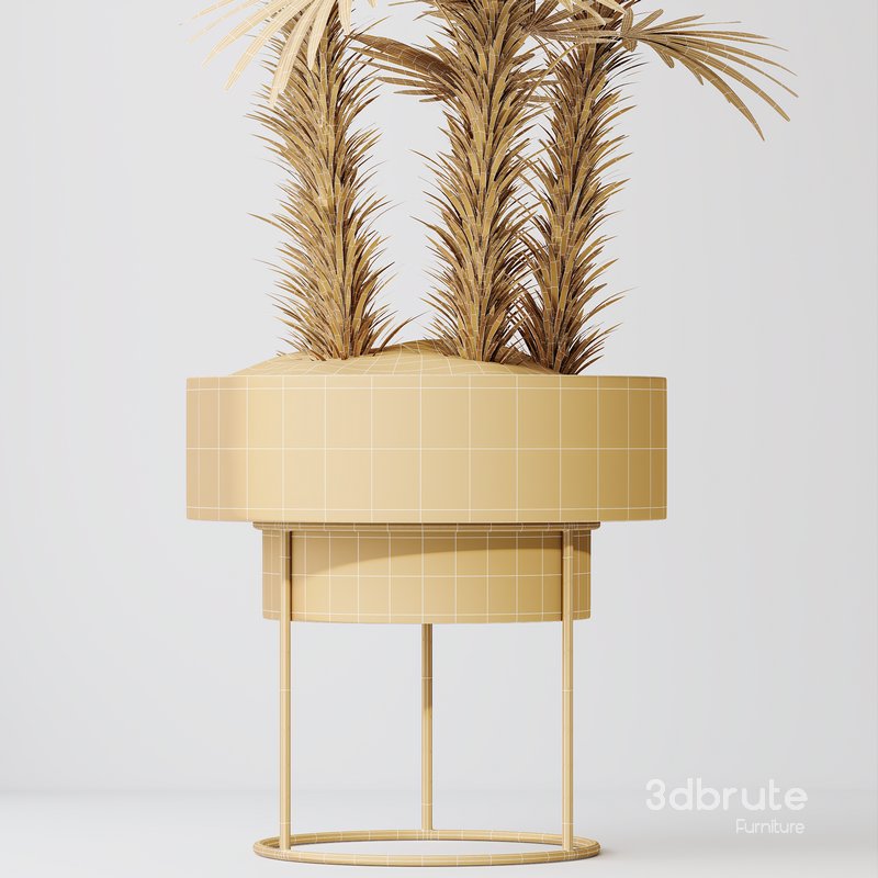 HQ Plants Rhapis Excelsa Lady Palm Hydro Care Set04 Image 4