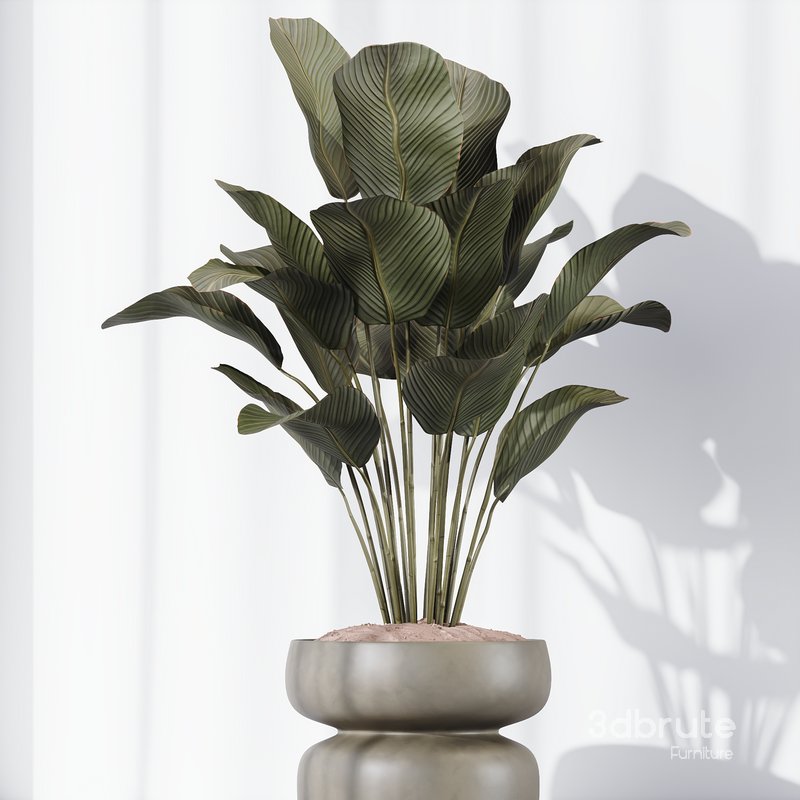 HQ Plants Calathea Lutea Cuban Cigar Set01 Image 4