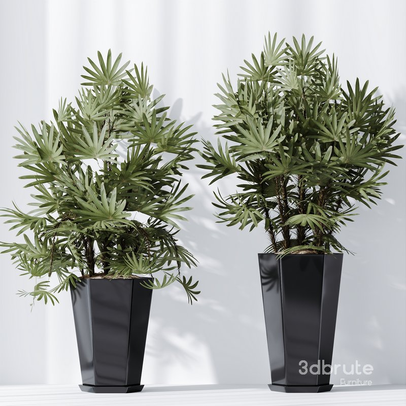 HQ Plants Rhapis Excelsa Lady Palm Hydro Care Set02 Image 4