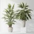 HQ Plants Areca Majesty Cat Reed Palm Set02 - Thumbnail 4