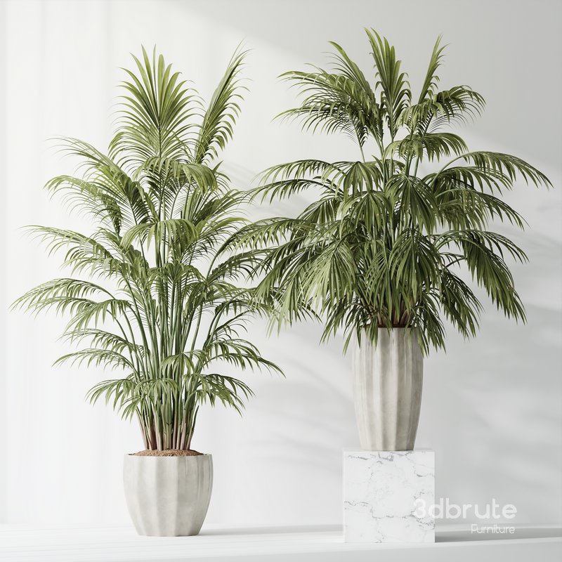 HQ Plants Areca Majesty Cat Reed Palm Set02 Image 4