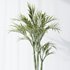 HQ Plants Areca Majesty Cat Reed Palm Set03 - Thumbnail 4