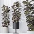 HQ HousePlants Rubber Ficus Elastica Abidjan Melany - Thumbnail 4