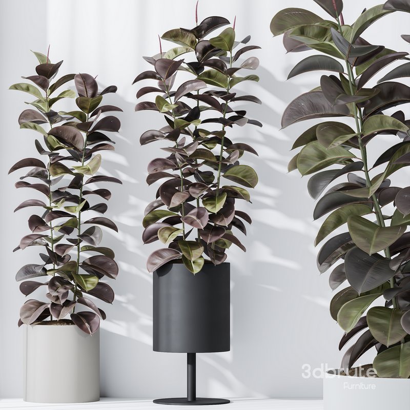 HQ HousePlants Rubber Ficus Elastica Abidjan Melany Image 4