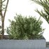 HQ Tree and bush garden box outdoor VOL 28 - Thumbnail 4