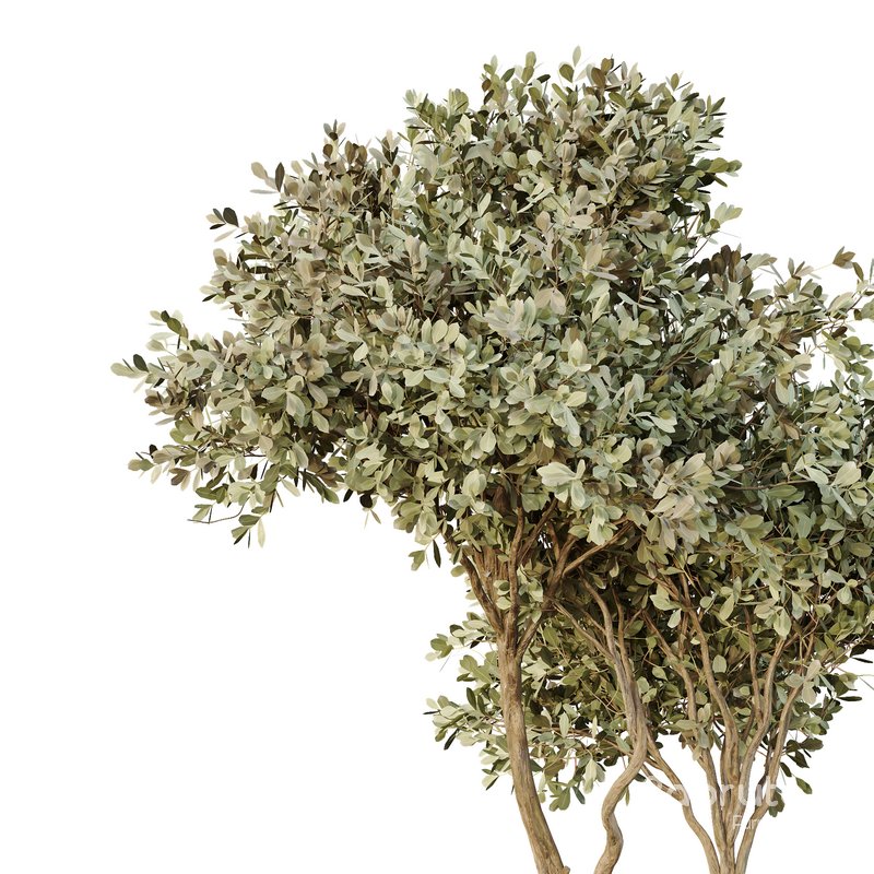 HQ Tree and bush garden box outdoor VOL 26 Image 4