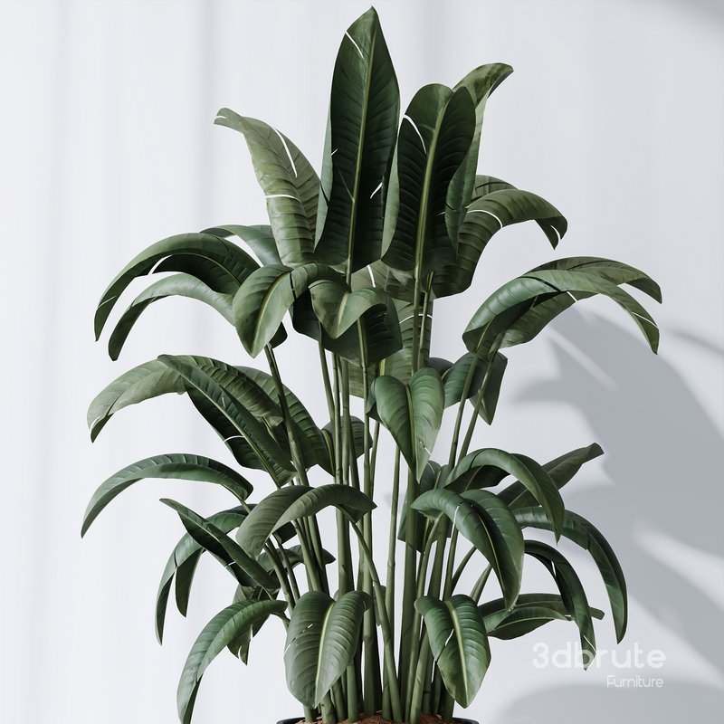 HQ Plants Bird Of ParadiseBird Vase Set04 Image 4