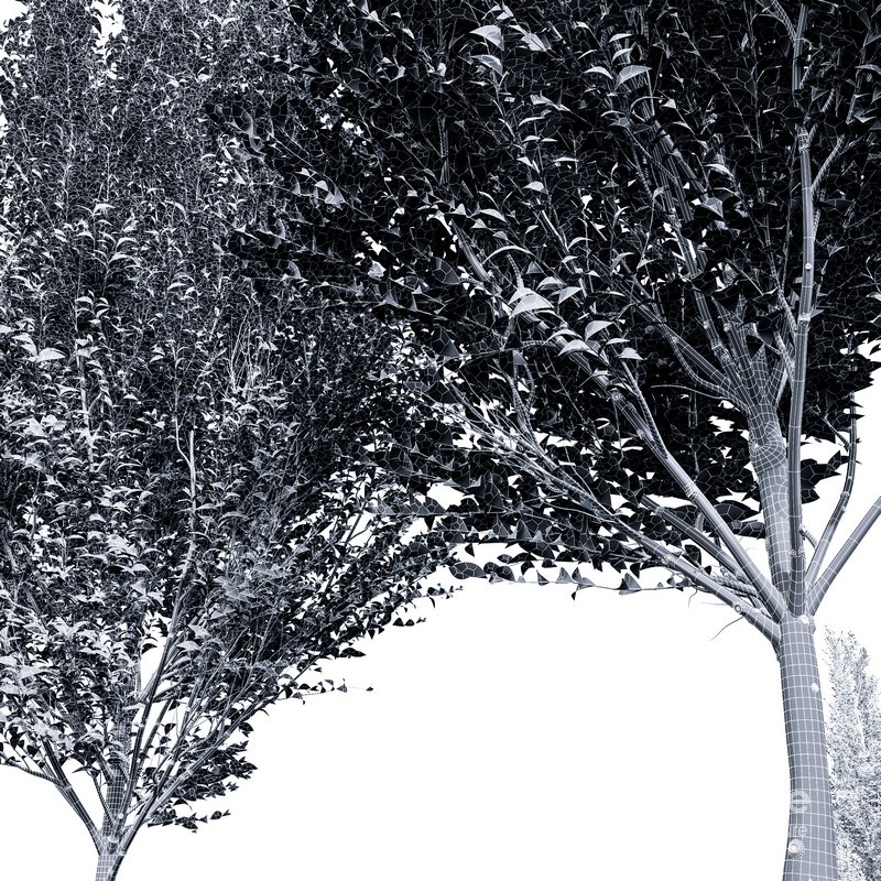 Carpinus Betulus 02 Image 4