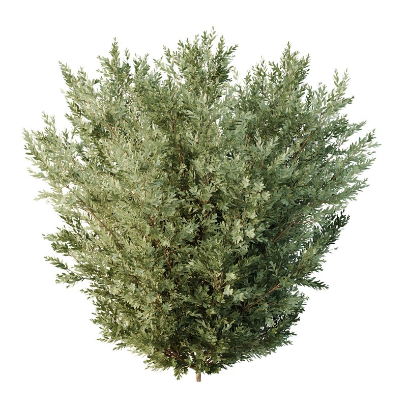 HQ Tree and bush garden box outdoor VOL 27 Image 4