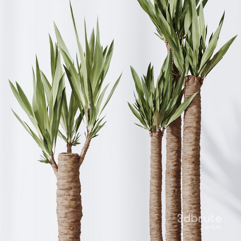 Yucca Elephantipes Gigantea Vase 07 Image 4