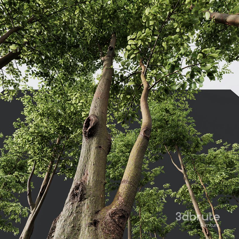 Carpinus Betulus and Hazel leave Image 2