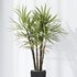 HQ Plants Rhapis Excelsa Lady Palm Hydro Care Set05 - Thumbnail 4