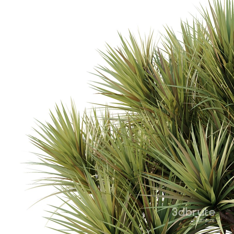 HQ Tree and bush garden box outdoor VOL 22 Image 3