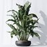 HQ Plants Bird Of ParadiseBird Vase Set03 - Thumbnail 4