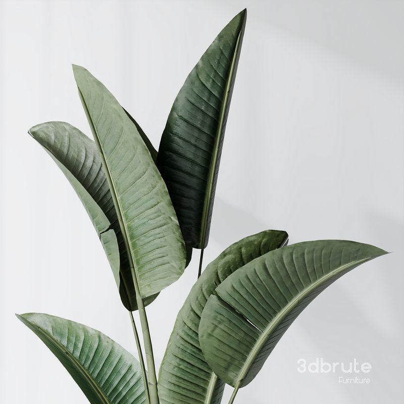 HQ Plants Bird Of ParadiseBird Vase Set02 Image 4