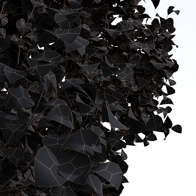 Acer Saccharinum Fall Image 4